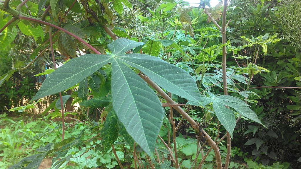 Article : Sombé: le légume préféré des lushois