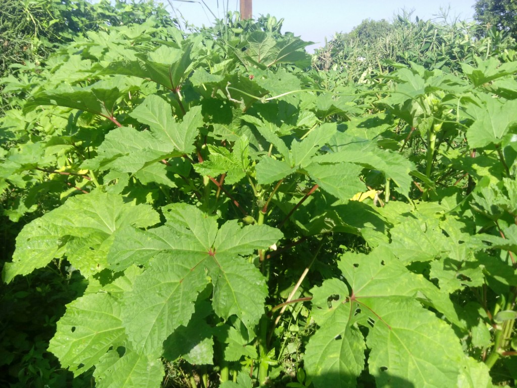 Article : Vive les petits agriculteurs